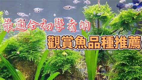 觀賞魚品種|如何選擇適合初學者的觀賞魚